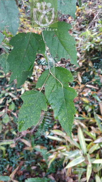 Acer ginnala