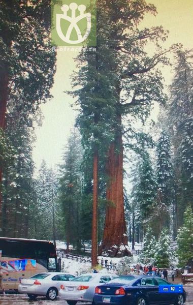 Sequoia religiosa