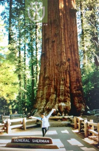 Sequoia religiosa