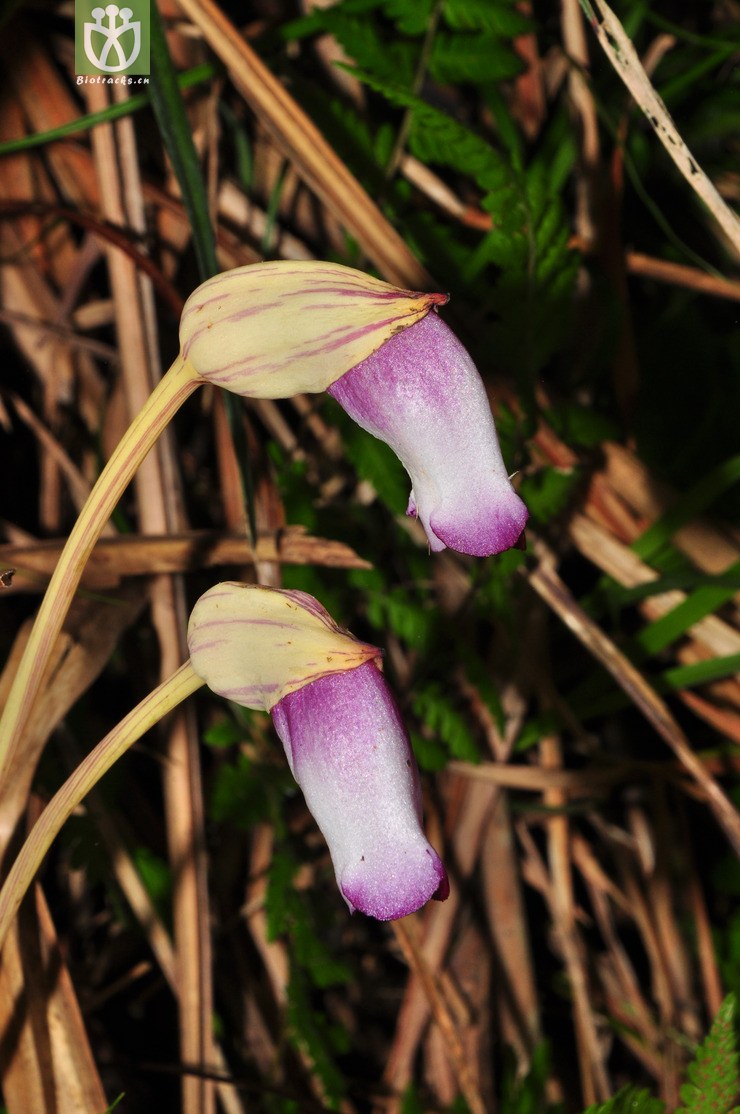 indica rice,indica 野菰(aeginetia indica) (7).jpg 相邻时间拍摄的照片 张