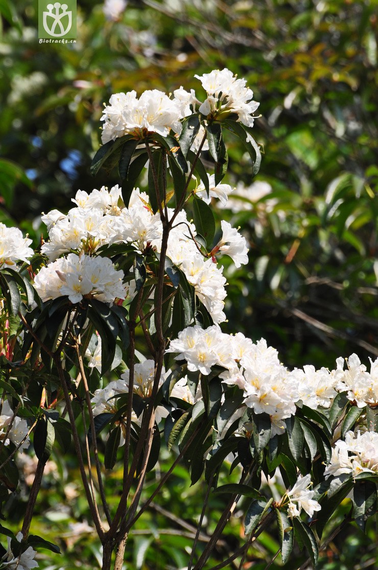 绵毛杜鹃(rhododendron floccigerum(9.