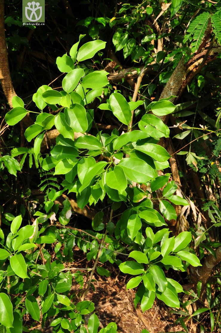 44% 寄生藤(dendrotrophe varians) (7).