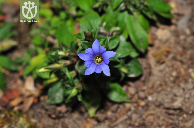 华南龙胆(gentiana loureirii(3.jpg 相邻时间拍摄的照片 张