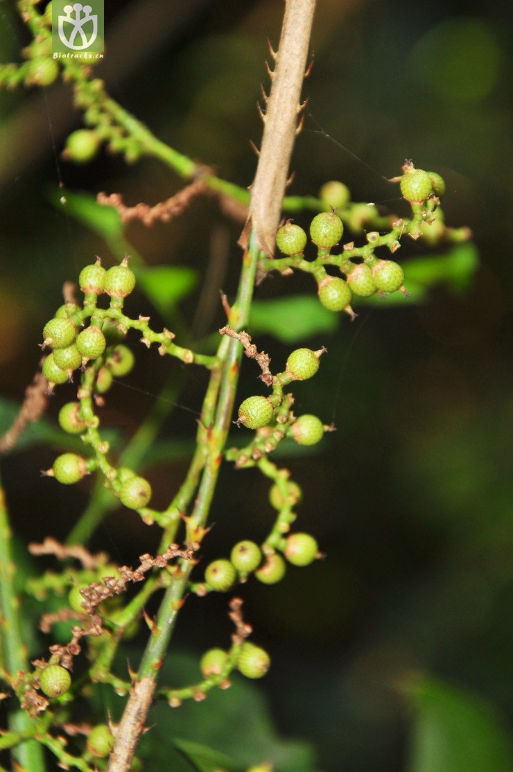 省藤属(calamus) (4).jpg 相邻时间拍摄的照片      张