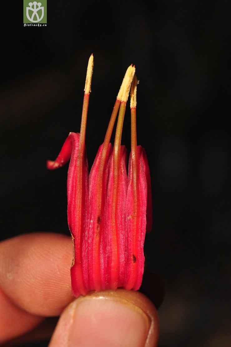 双花鞘花(macrosolen bibracteolatus(12.