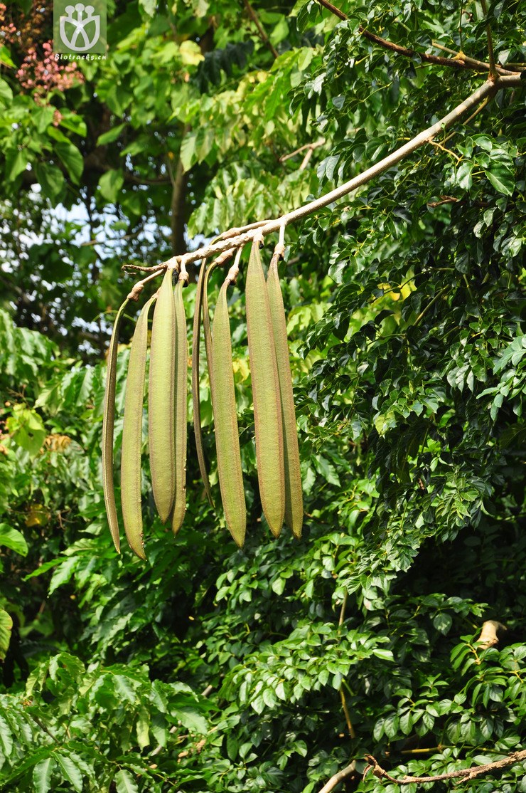 木蝴蝶(oroxylum indicum) (1).jpg 相邻时间拍摄的照片      张