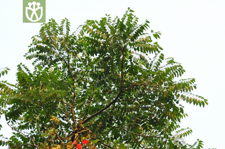 红椿(toona ciliata) (1).jpg 相邻时间拍摄的照片      张