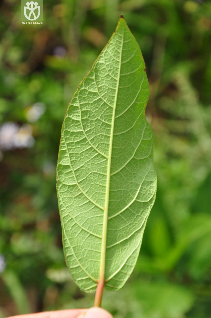 天仙果(ficus erecta var. beecheyana) (1).