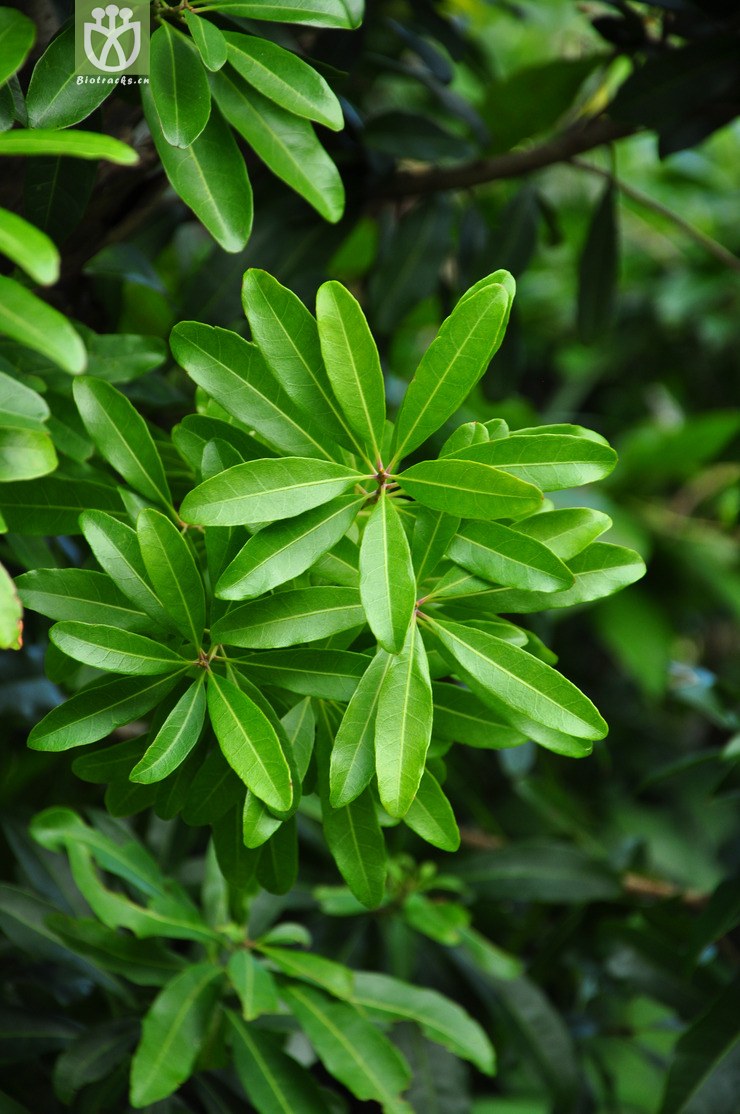 44% 杨梅(myrica rubra) (4).jpg 相邻时间拍摄的照片 共 11张