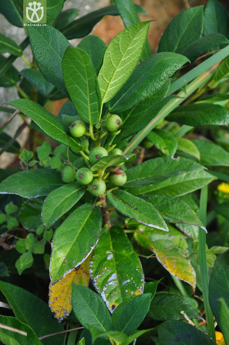 44% 天仙果(ficus erecta var. beecheyana) (17).