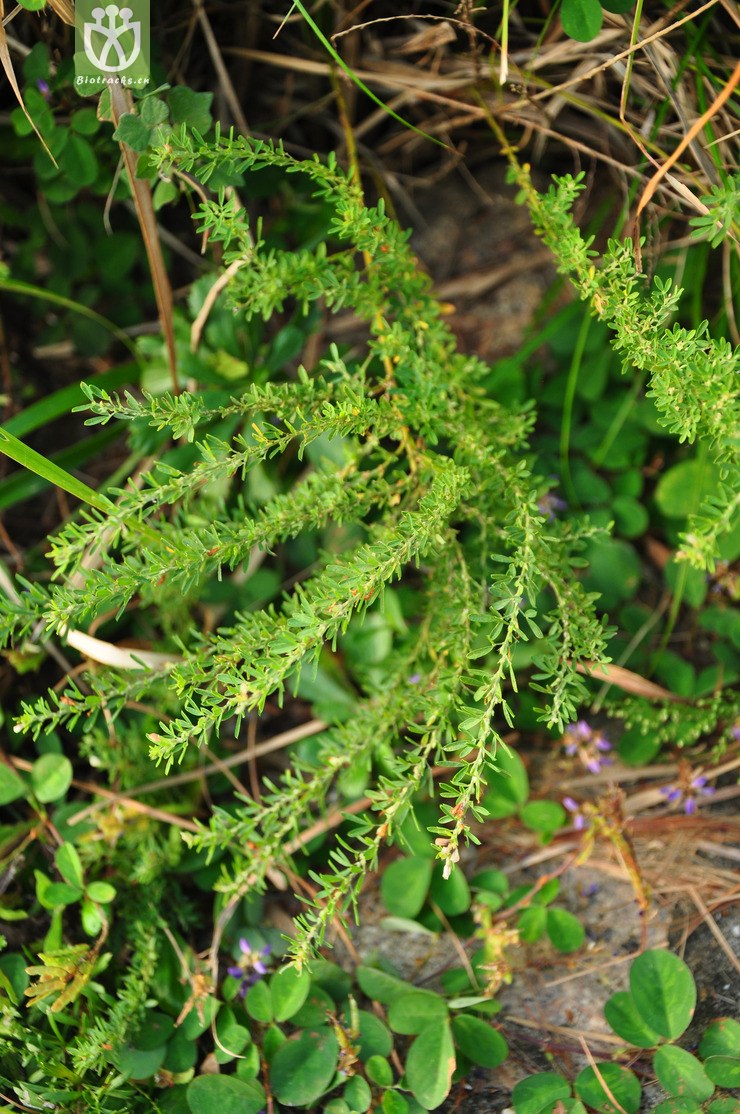 铁马鞭(lespedeza pilosa) (3).jpg 相邻时间拍摄的照片      张