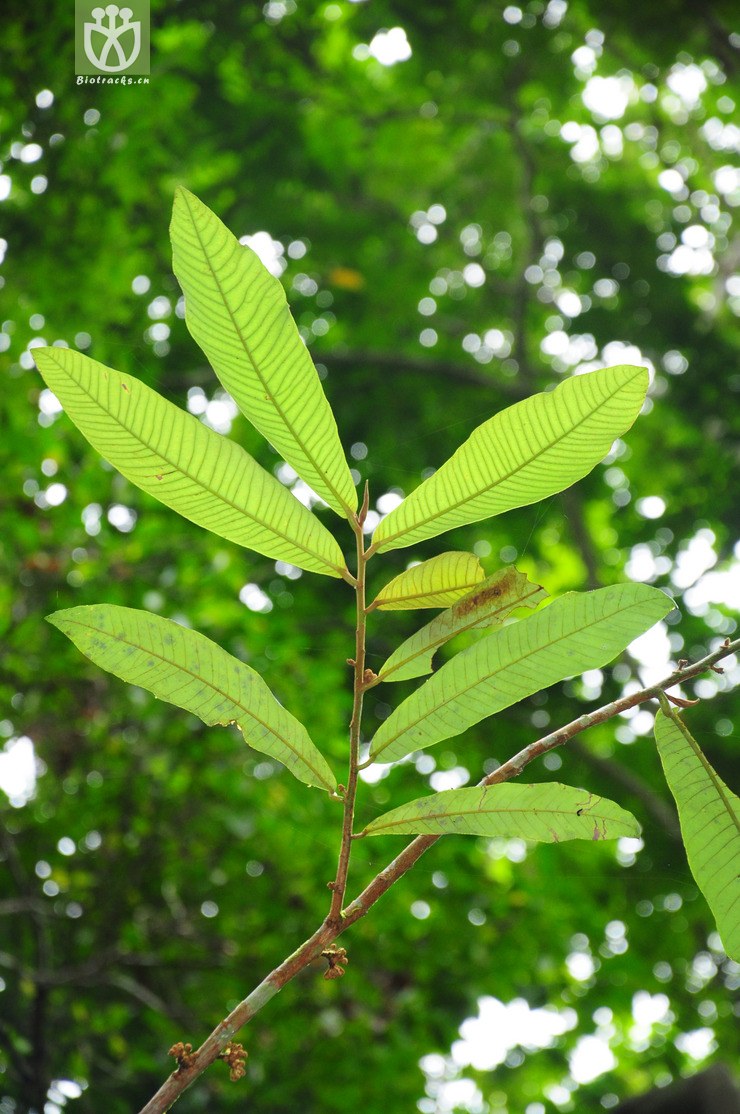 五桠果叶木姜子(litsea dilleniifolia) (2).