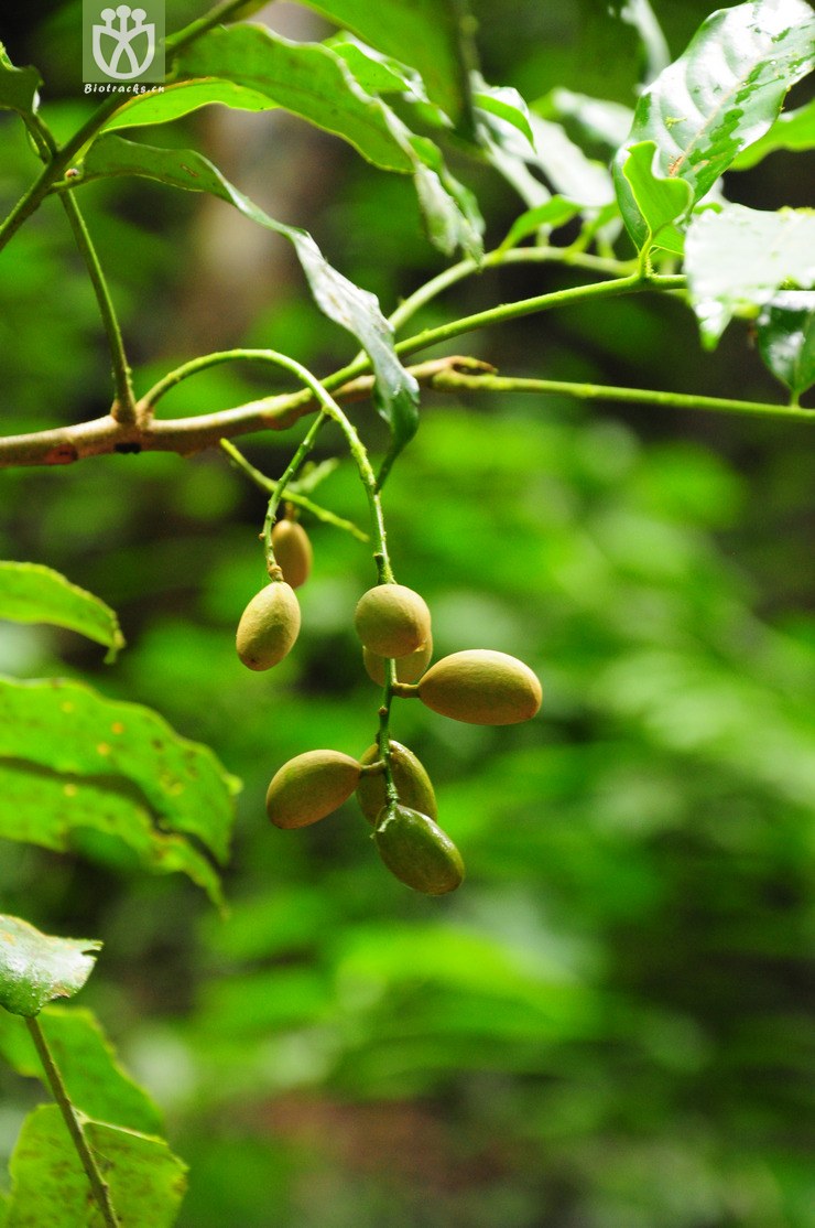 碧绿米仔兰(aglaia perviridis) (6).jpg 相邻时间拍摄的照片      张