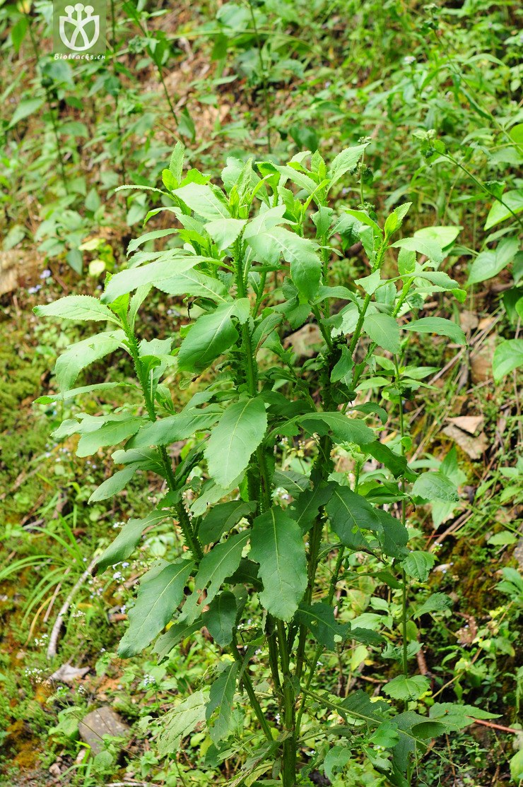 翼齿六棱菊(laggera crispata) (2).