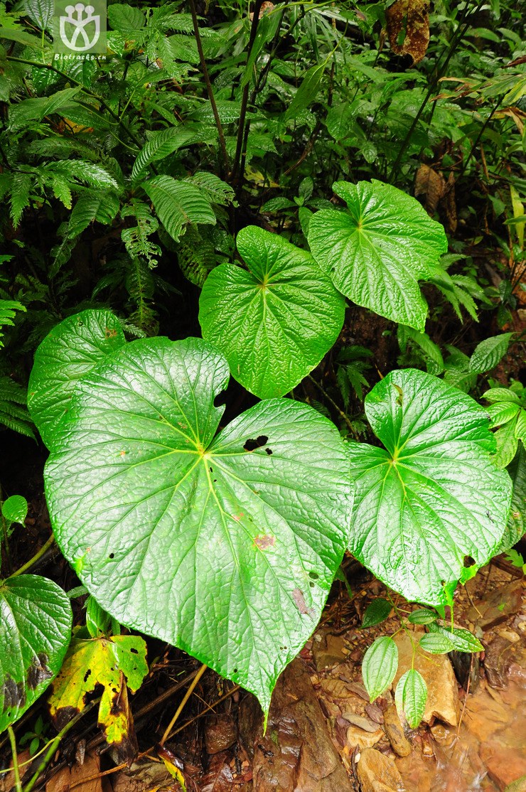 厚壁秋海棠(begonia silletensis subsp mengyangensis(2.jpg