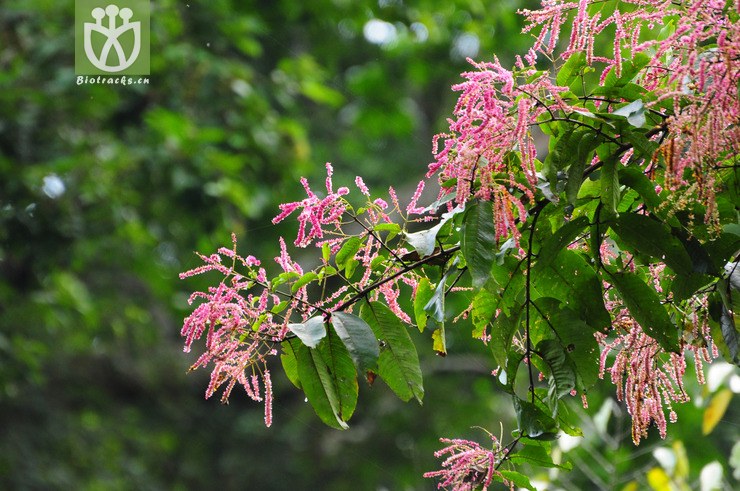 千果榄仁(terminalia myriocarpa) (1).