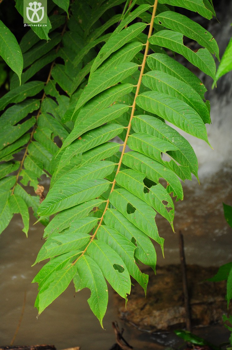 毛红椿(toona ciliata var. pubescens) (1).