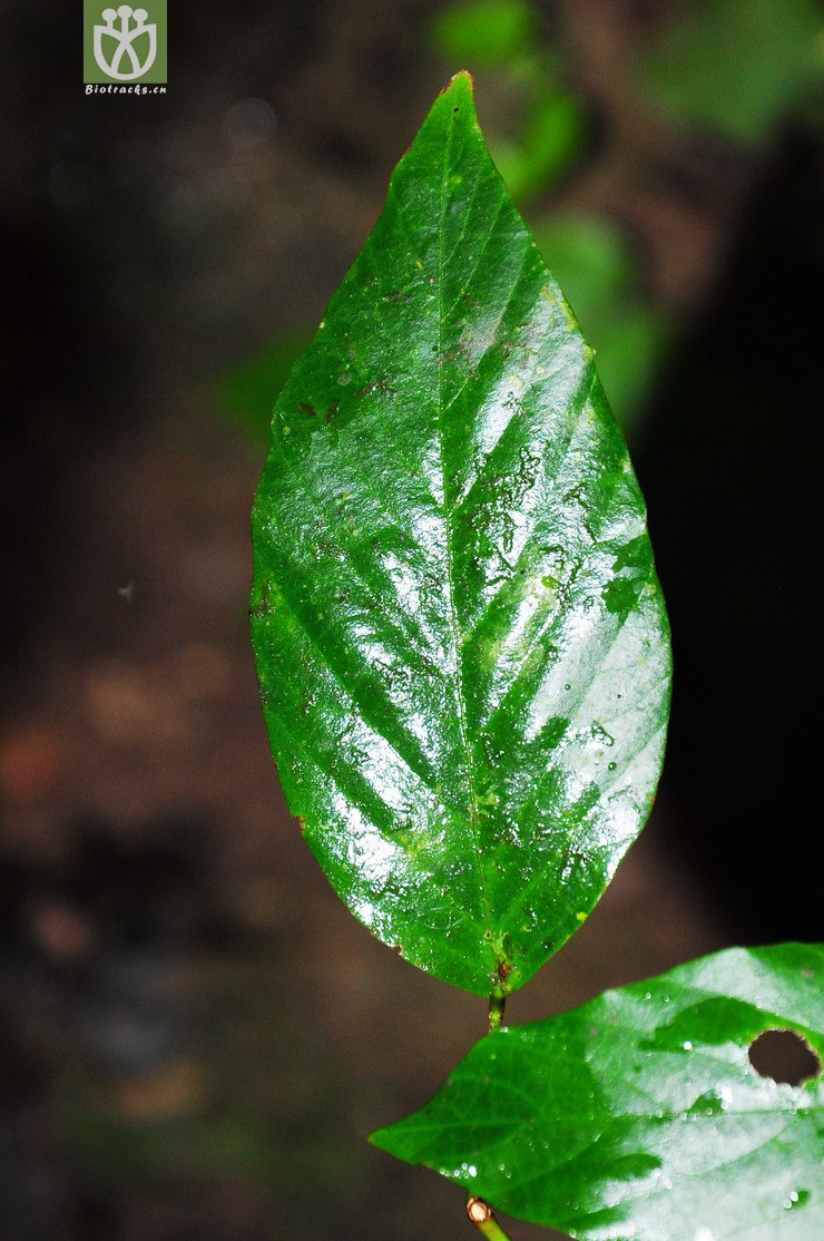 大叶拿身草(desmodium laxiflorum(2.