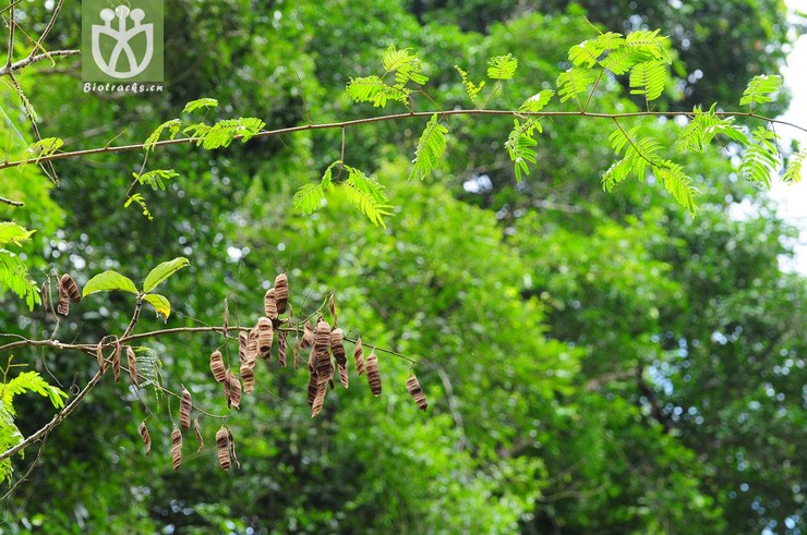 儿茶(acacia catechu) (2).jpg 相邻时间拍摄的照片      张