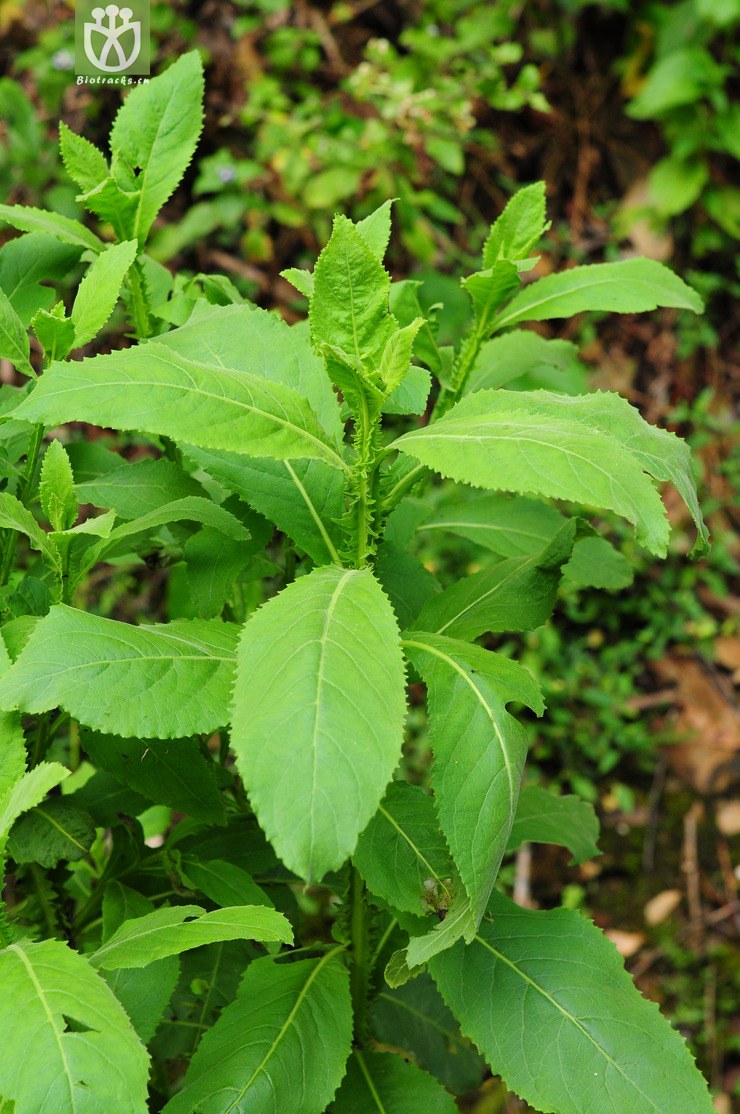 翼齿六棱菊(laggera crispata) (3).