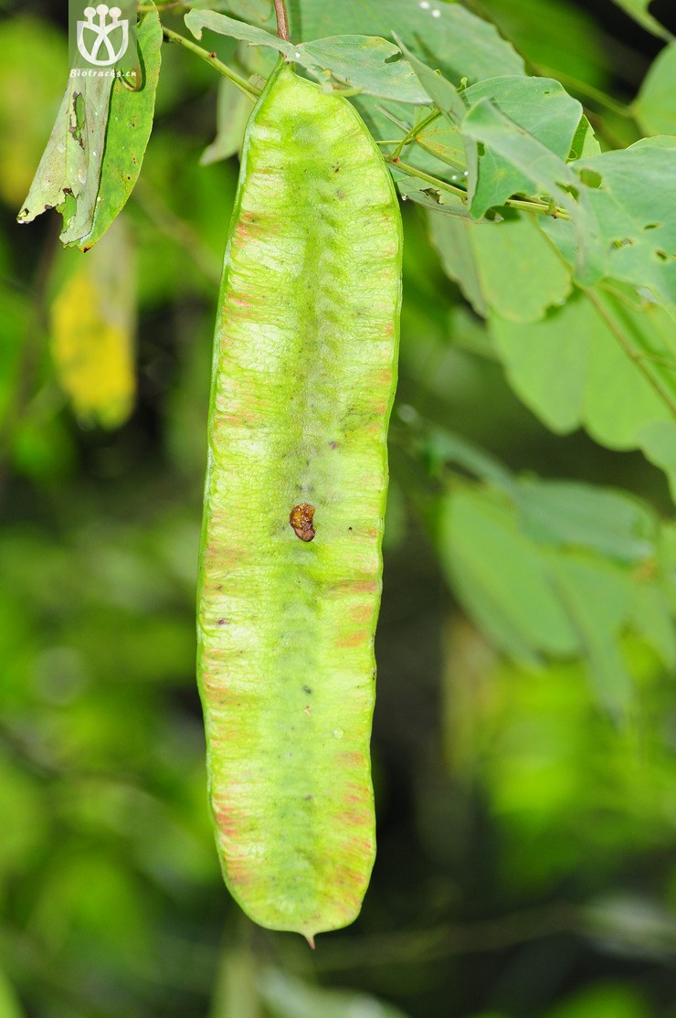 薄叶羊蹄甲(bauhinia glauca subsp tenuiflora(2.