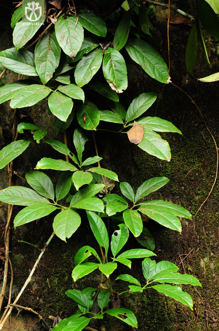 扁担藤(tetrastigma planicaule) (2).