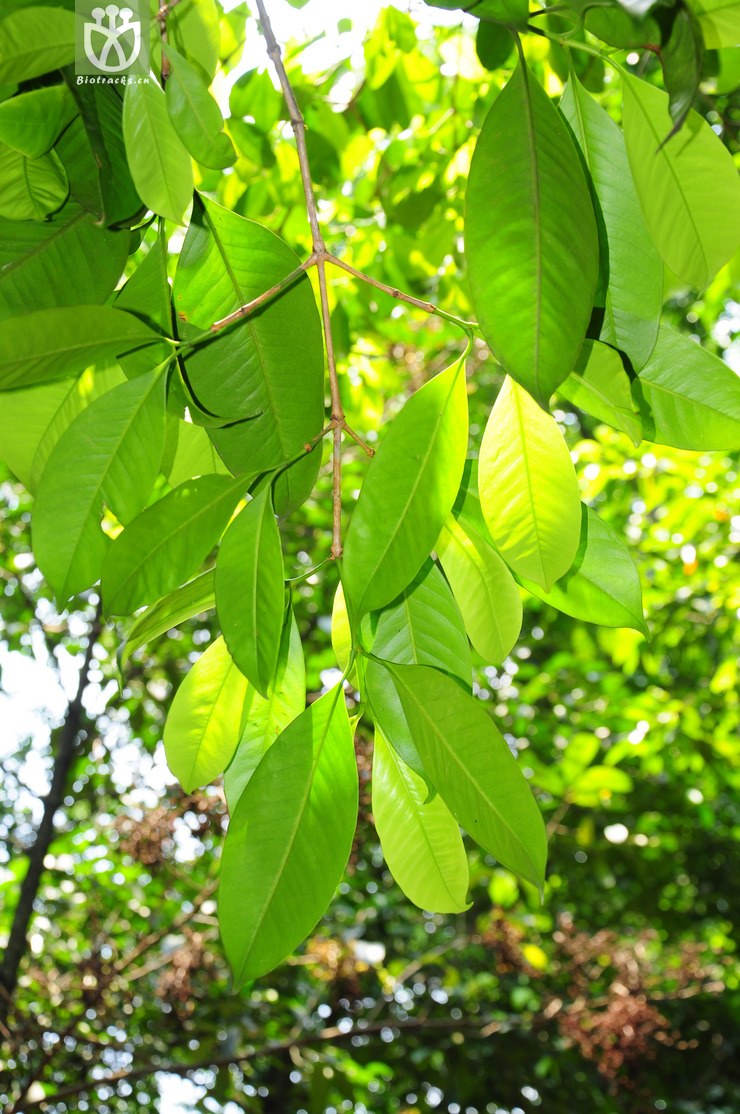 蒲桃叶藤黄(garcinia sizygiifolia) (3).