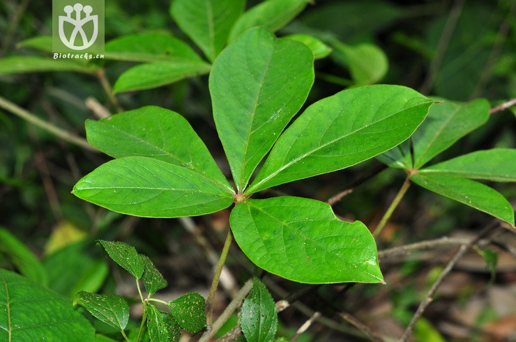 五叶薯蓣(dioscorea pentaphylla) (5).jpg图片