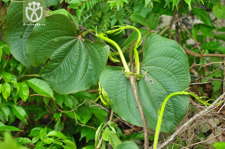 黄独(dioscorea bulbifera) (4).jpg 相邻时间拍摄的照片      张