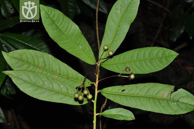 狗骨头(ardisia aberrans) (2).jpg 相邻时间拍摄的照片      张