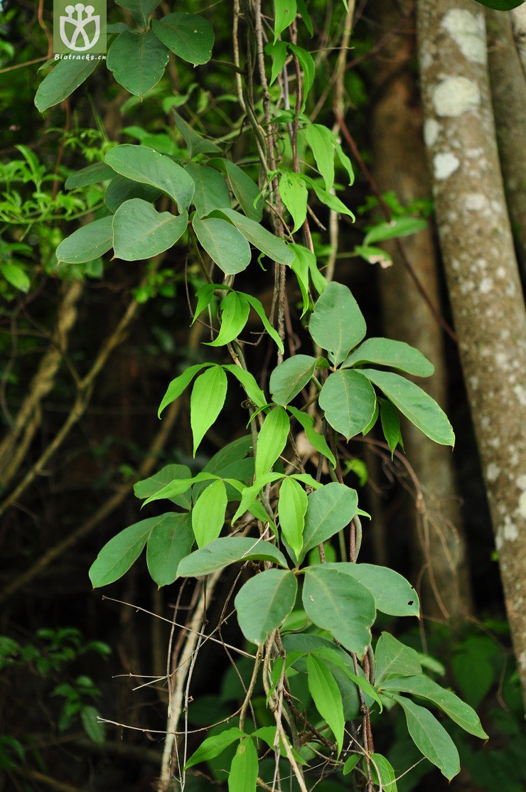 五叶薯蓣(dioscorea pentaphylla) (3).