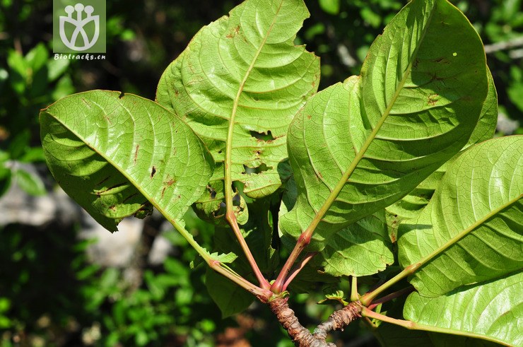 单叶槟榔青(spondias haplophylla) (23).