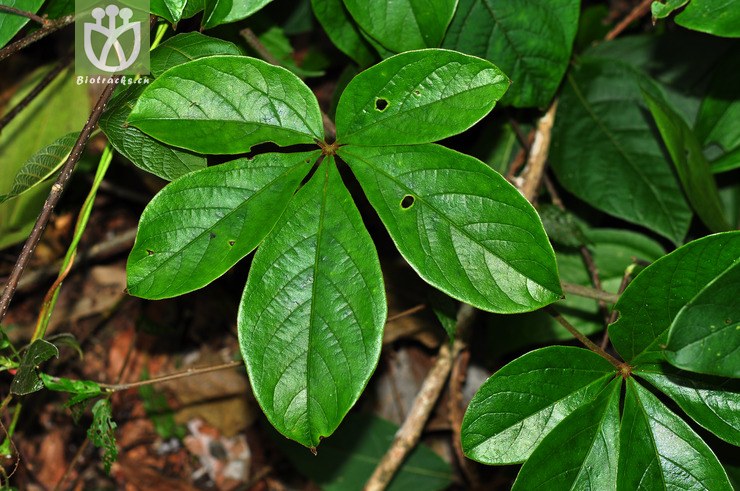 五叶薯蓣(dioscorea pentaphylla) (6).jpg图片