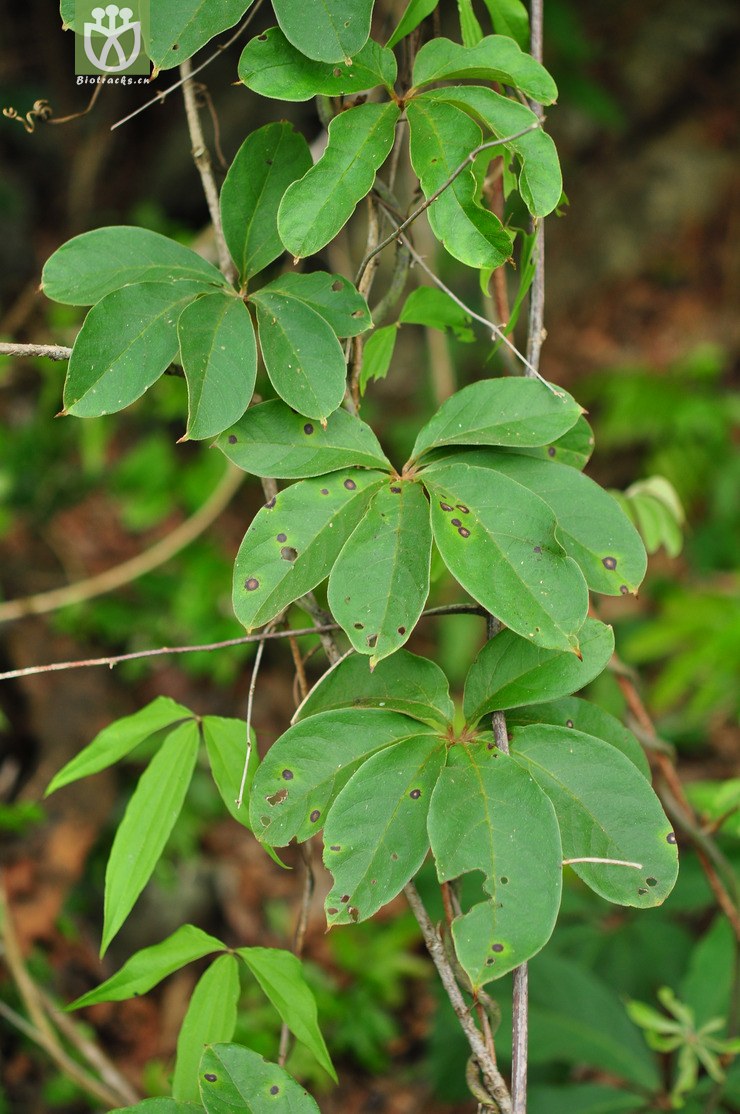 五叶薯蓣(dioscorea pentaphylla) (2).