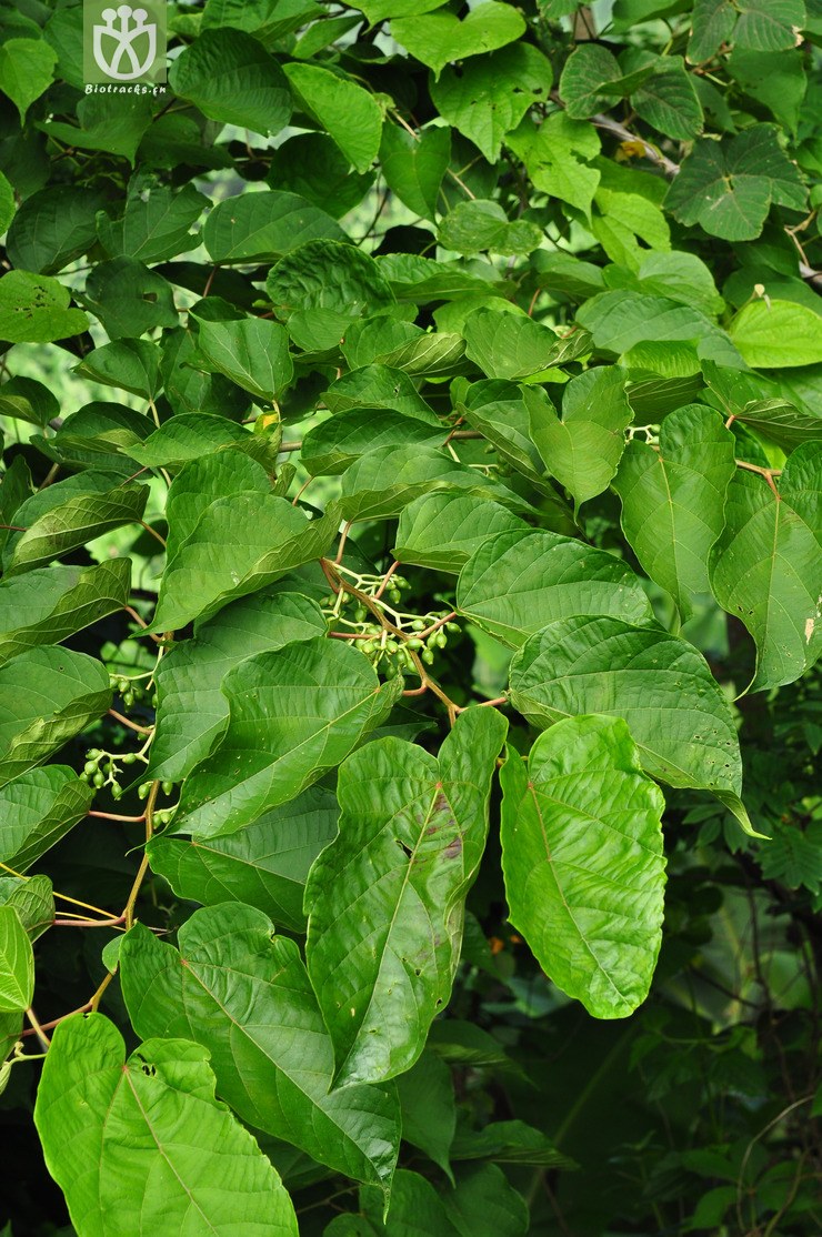 髯毛八角枫(alangium barbatum).jpg 相邻时间拍摄的照片     张
