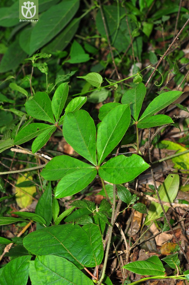 五叶薯蓣(dioscorea pentaphylla) (4).