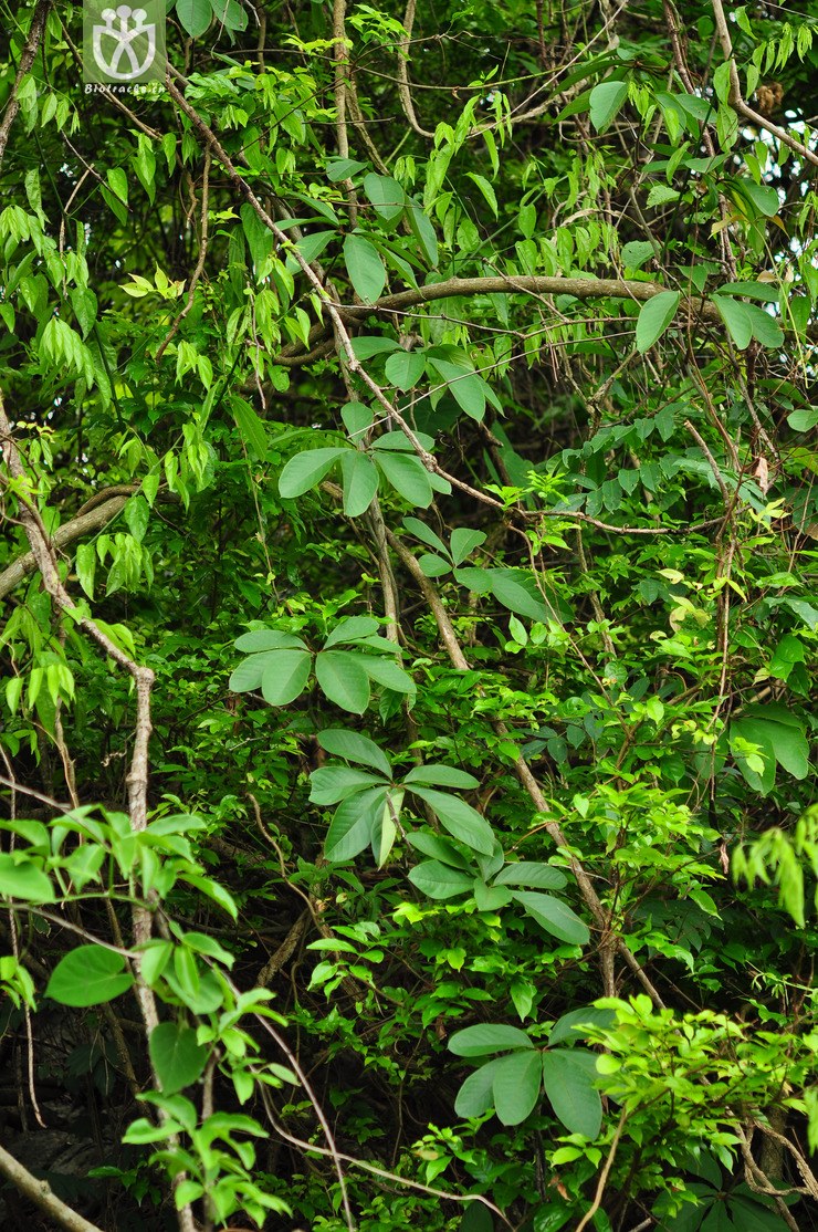 五叶薯蓣(dioscorea pentaphylla) (1).