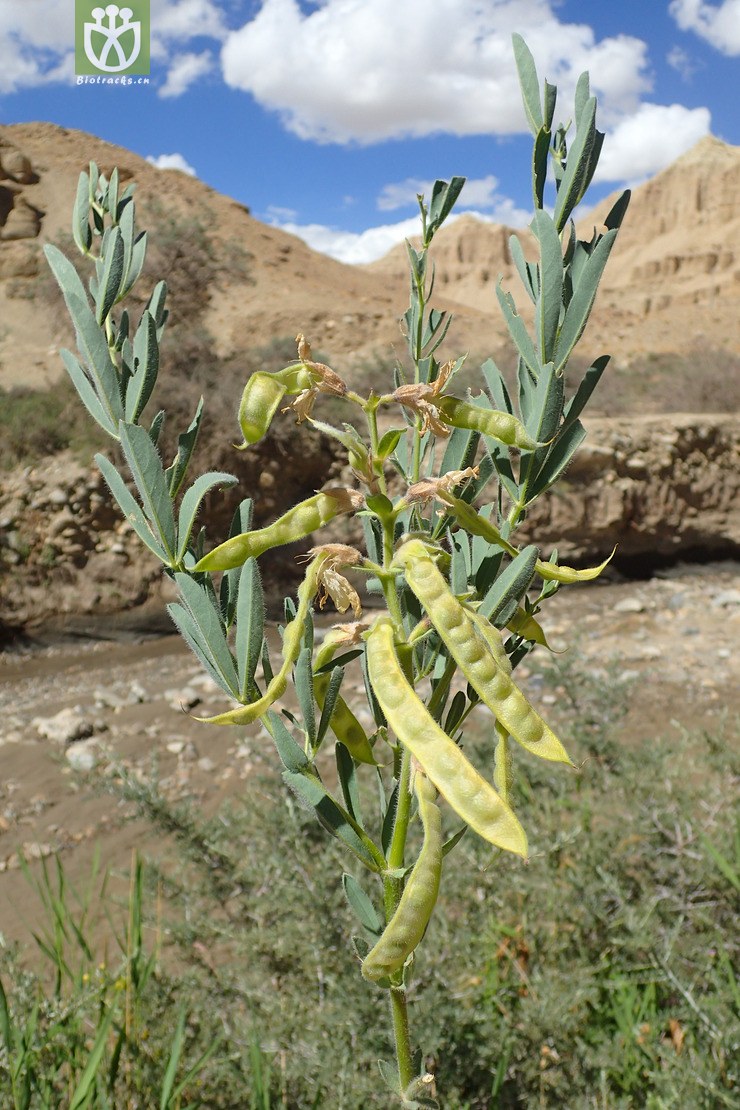 披针叶野决明(thermopsis lanceolata) (1).