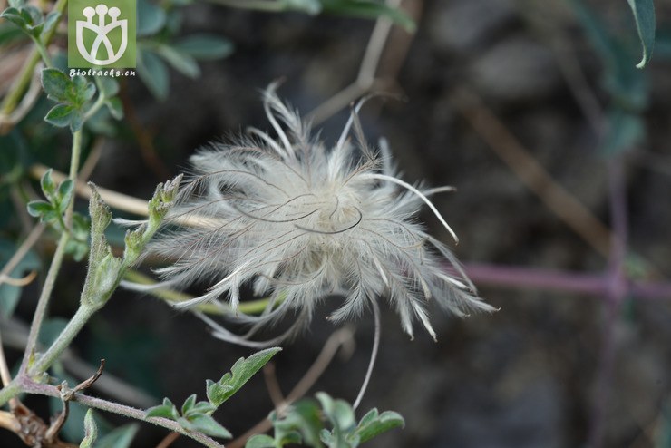 西藏铁线莲(clematis tenuifolia) (3).