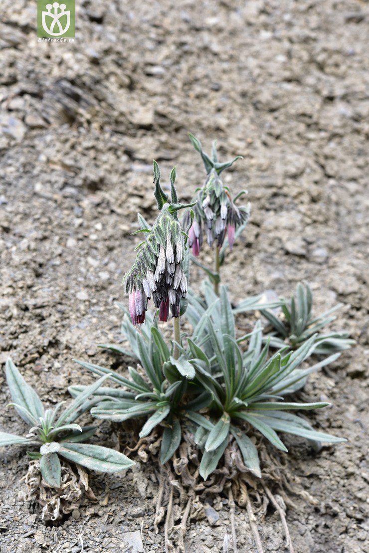 二色滇紫草(onosma bicolor(3.jpg