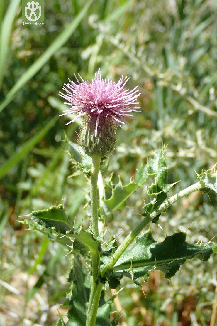 45 丝路蓟(cirsium arvense.jpg 相邻时间拍摄的照片 共 15张