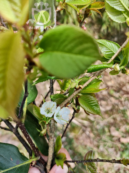 Prunus venosa