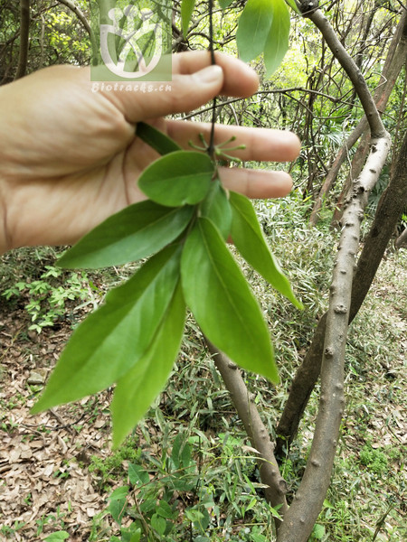 Lindera angustifolia