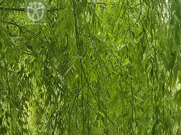 Salix subfragilis