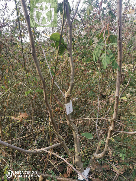 Magnolia borealis