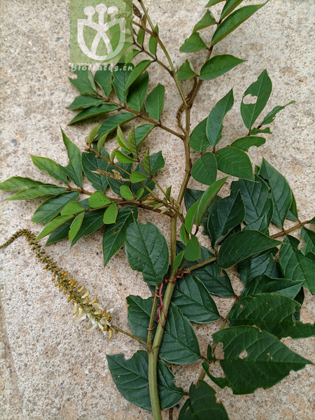 Fraxinus floribunda