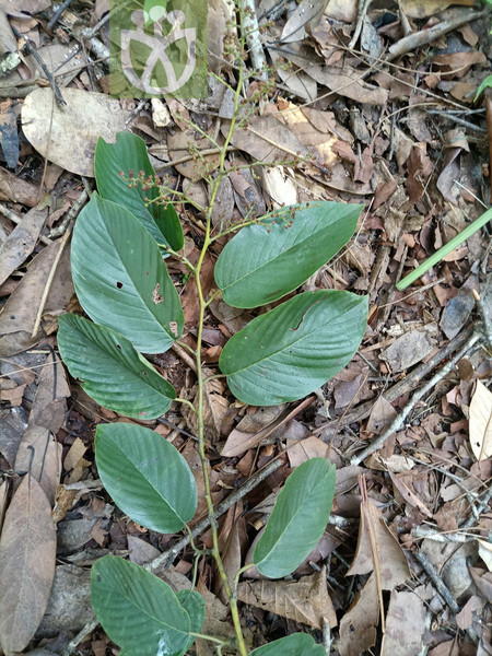 Berchemia yunnanensis