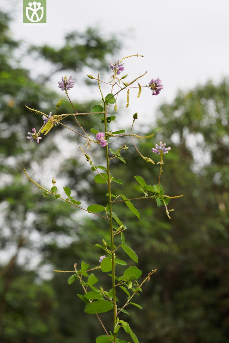 圆叶舞草 codoriocalyx gyroides-00029.