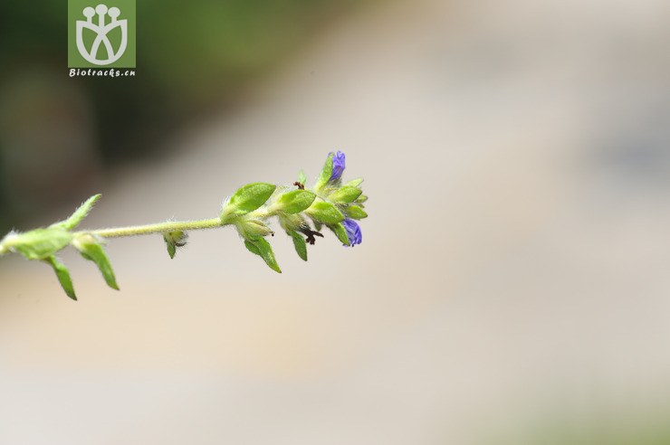 球花毛麝香 adenosma indianum--26.jpg 相邻时间拍摄的照片      张