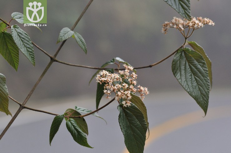 粤赣荚蒾 viburnum dalzielii-1278.jpg 相邻时间拍摄的照片      张